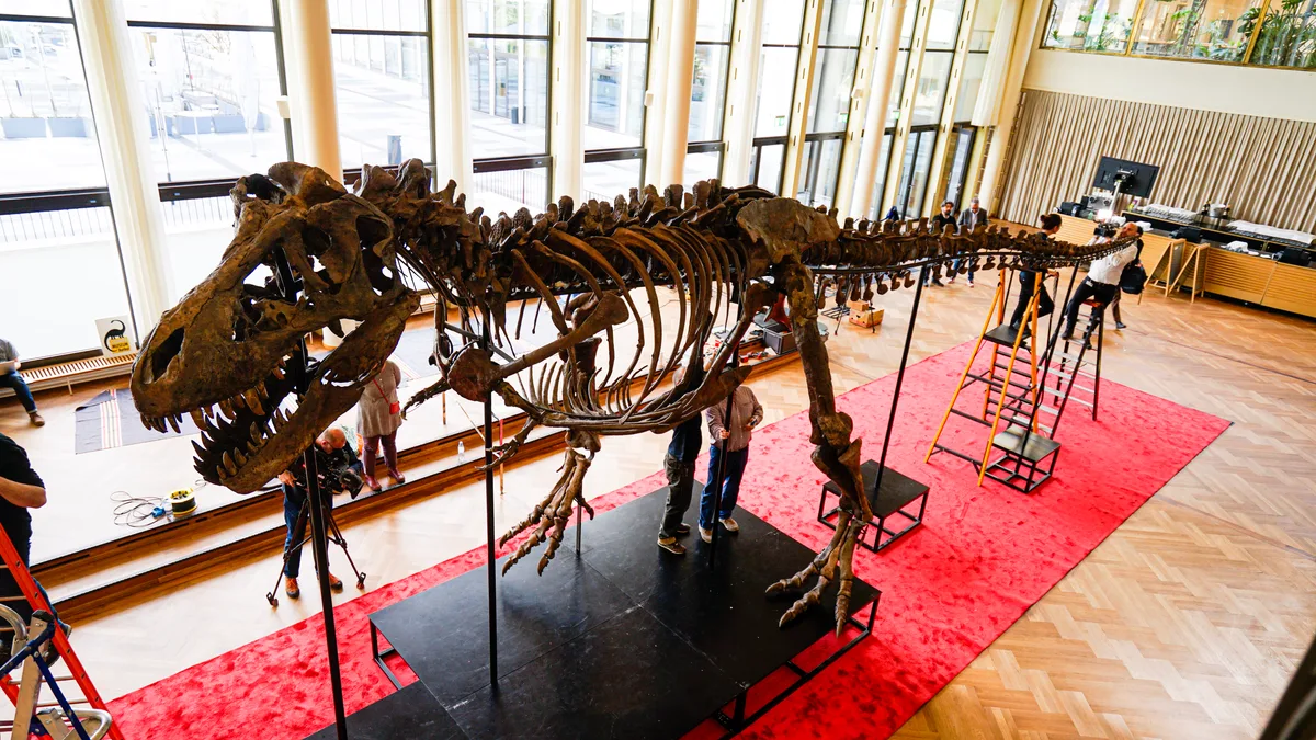 Ein fertig aufgebautes T-Rex-Skelett von oben. 